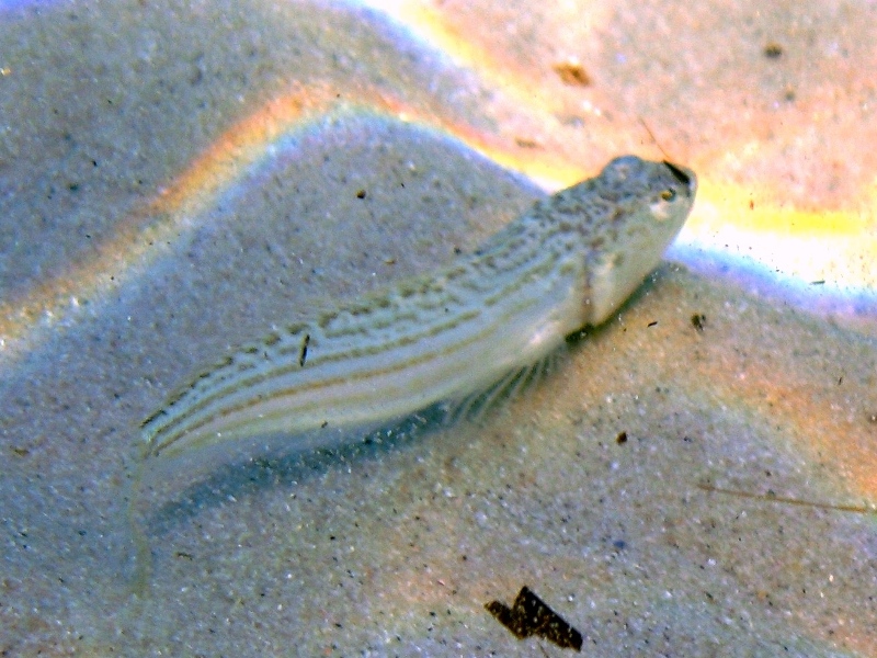 Echiichthys vipera (Cuvier, 1829)
